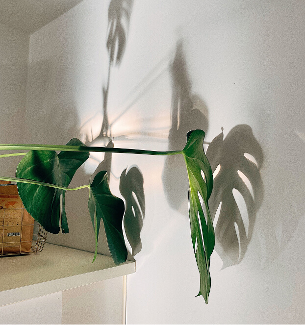 plant