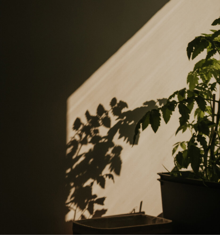 plant